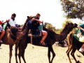 tiere_kamel